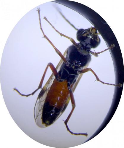 Aglaostigma aucupariae